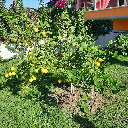 Orange Apartament Wlora